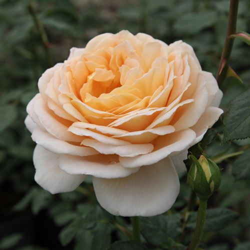 Shop - Rosa Felidaé™ - gelb - nostalgische rosen - stark duftend - Heinrich Schultheis - -